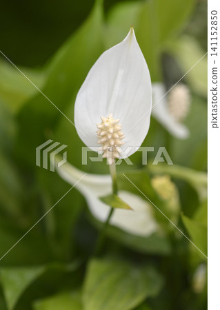 Peace Lily Pearl Cupido Blooming Flower Peace Lily Pearl Cupido Blooming Flower 141152850