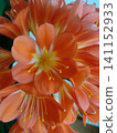 Bright orange flowers bloom in a close view showing petals and details in a simple arrangement on a sunny day 141152933