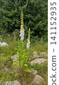 Foxglove flowers grow among rocks and grass in a forest clearing under a cloudy sky in summer 141152935