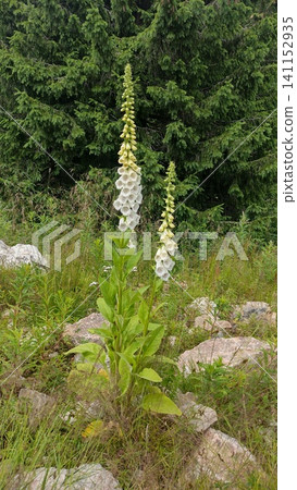 Foxglove flowers grow among rocks and grass in a forest clearing under a cloudy sky in summer 141152935