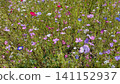 Colorful wildflowers bloom in a field during spring, creating a vibrant display under bright sunlight with various hues scattered throughout the landscape 141152937