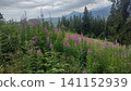 Colors of wildflowers grow in a field near mountains under a cloudy sky during the late afternoon 141152939
