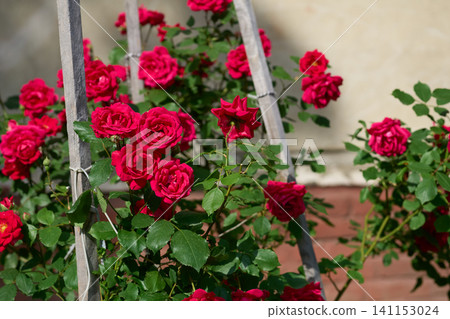 Landscaping courtyard.Red rose bushes tied to garden stakes Landscaping courtyard.Red rose bushes tied to garden stakes 141153024