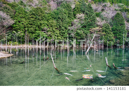 Submerged forest and Nishikigoi (koi carp) at Ichinomata Sakura Park, Shimonoseki City, Yamaguchi Prefecture 141153181