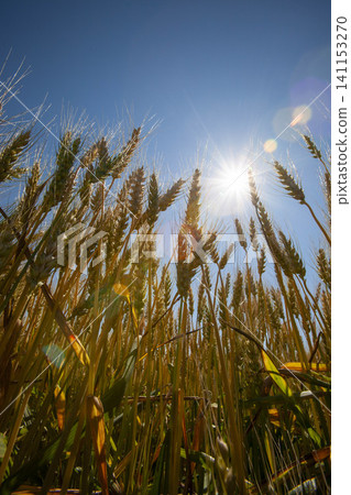 A wheat field growing under a blue sky, with golden ears of wheat shining in the sunlight—an agricultural landscape. A wheat field growing under a blue sky, with golden ears of wheat shining in the sunlight—an agricultural landscape. 141153270