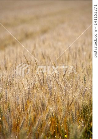 Dew-covered wheat fields sway in the wind, creating a golden, shimmering agricultural landscape. Dew-covered wheat fields sway in the wind, creating a golden, shimmering agricultural landscape. 141153271