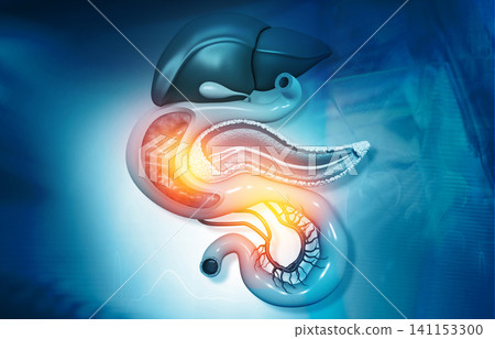 Anantomy of Liver  stomach  pancreas  gallbladder and spleen 141153300
