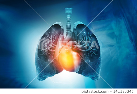 Lungs,Heart Anatomy Lungs,Heart Anatomy 141153345