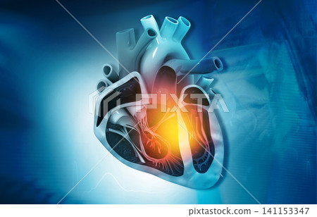Cross section of human heart diagram Cross section of human heart diagram 141153347
