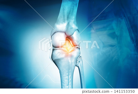 Anatomy of knee joint Anatomy of knee joint 141153350