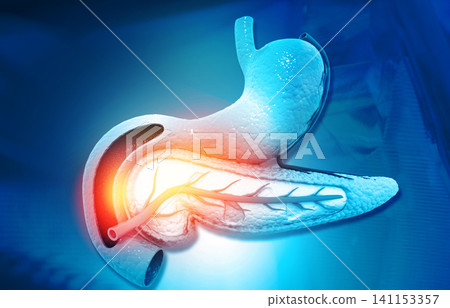 Anatomy of pancreas Anatomy of pancreas 141153357