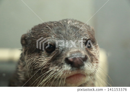 Staring otter Staring otter 141153376
