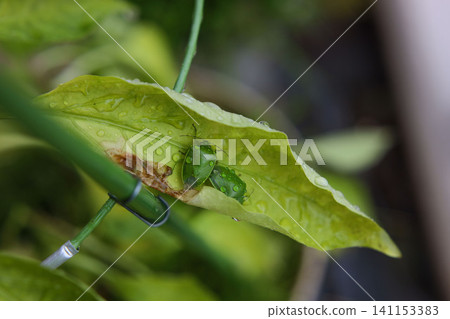 A green stink bug perched on a leaf after the rain. 141153383