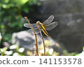A broad-winged damselfly perched on a branch. 141153578