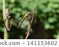 Dragonfly that fits in branches 141153602