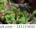 A dragonfly perched on a branch: a broad-winged damselfly. 141153692