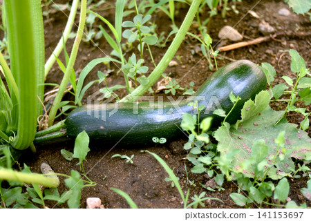 Closeup of a fresh green zucchini growing on the plant in a home vegetable garden. Organic summer cultivation with healthy vegetables and natural outdoor conditions. Closeup of a fresh green zucchini growing on the plant in a home vegetable garden. Organic summer cultivation with healthy vegetables and natural outdoor conditions. 141153697