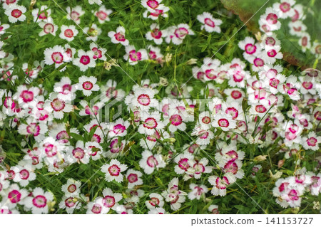 A profusion of white Dianthus deltoides 'Arctic Fire' flowers with vibrant pink centers blooming in a summer garden. A profusion of white Dianthus deltoides 'Arctic Fire' flowers with vibrant pink centers blooming in a summer garden. 141153727