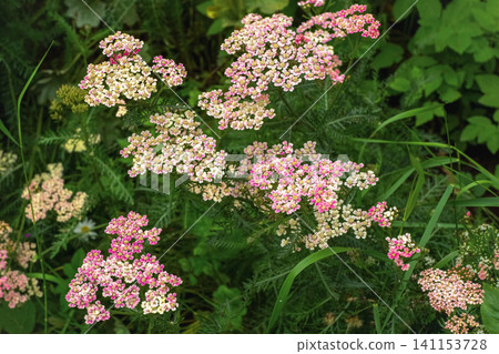 Beautiful pink yarrow flowers (Achillea millefolium) blooming in the green summer garden. Beautiful pink yarrow flowers (Achillea millefolium) blooming in the green summer garden. 141153728