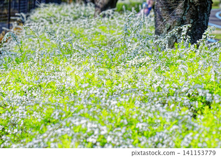 A white carpet heralds spring, and streets come alive with life. A white carpet heralds spring, and streets come alive with life. 141153779