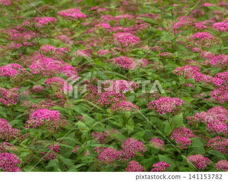 Close up the Artistic multiple exposure background of blooming pink Japanese Spirea flowers. Close up the Artistic multiple exposure background of blooming pink Japanese Spirea flowers. 141153782