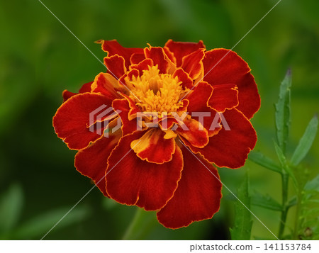 Close-up of a vibrant red-orange French marigold (Tagetes patula) flower in full bloom against a soft-focus green garden background. Close-up of a vibrant red-orange French marigold (Tagetes patula) flower in full bloom against a soft-focus green garden background. 141153784