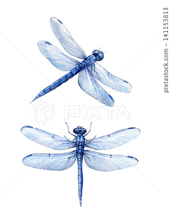 Watercolor illustration of blue dragonflies in top and angled views. Perfect for stationery, branding, invitations, packaging, wall art and nature-themed designs. Watercolor illustration of blue dragonflies in top and angled views. Perfect for stationery, branding, invitations, packaging, wall art and nature-themed designs. 141153813
