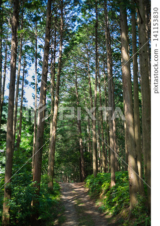 一條林間小路,兩旁樹木枝繁葉茂,綠意盎然。 一條林間小路,兩旁樹木枝繁葉茂,綠意盎然。 141153830