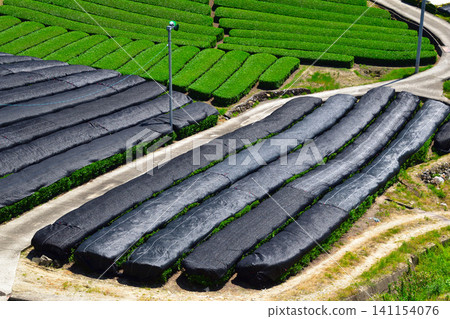 Tea plantations, shaded cultivation, Wazuka Town, Shirasu and Ishidera tea fields Tea plantations, shaded cultivation, Wazuka Town, Shirasu and Ishidera tea fields 141154076