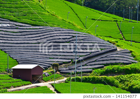 Tea plantations, shaded cultivation, Wazuka Town, Shirasu and Ishidera tea fields 141154077