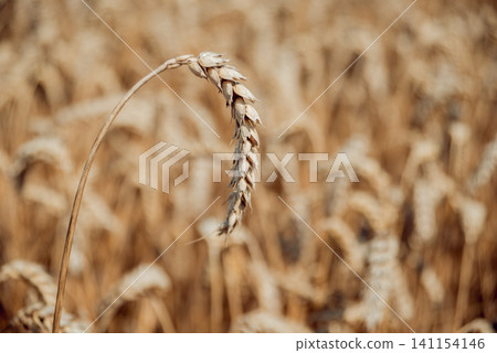 Wheat field. Ears of golden wheat. Rich harvest. Wheat field. Ears of golden wheat. Rich harvest. 141154146