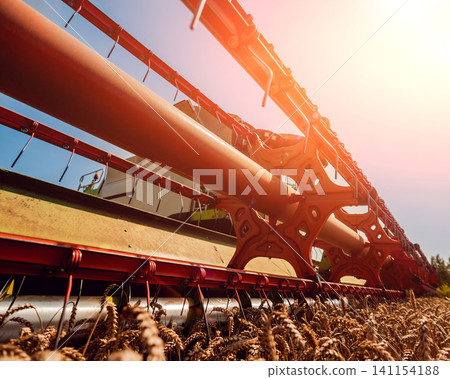 Combine harvester in action on wheat field. Process of gathering a ripe crop. 141154188