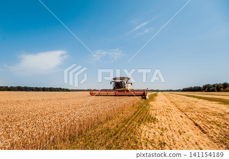 Combine harvester in action on wheat field. Process of gathering a ripe crop. 141154189