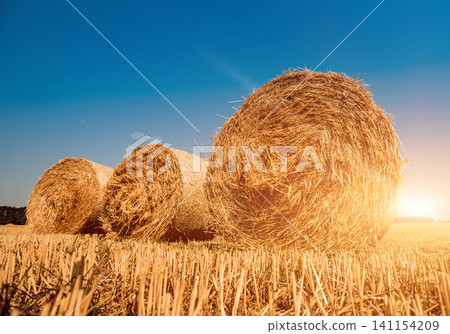 Straw bales at the wheat field. Summer Straw bales at the wheat field. Summer 141154209