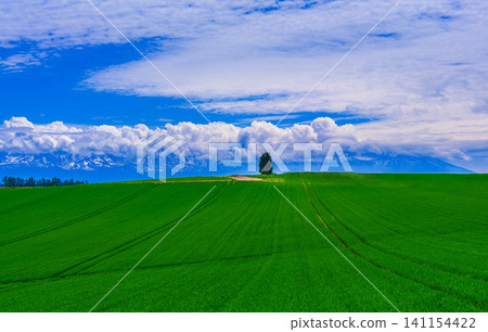 Extensive wheat field Extensive wheat field 141154422