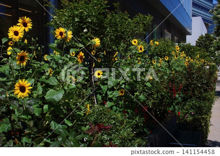 Sunflower in full bloom Sunflower in full bloom 141154458