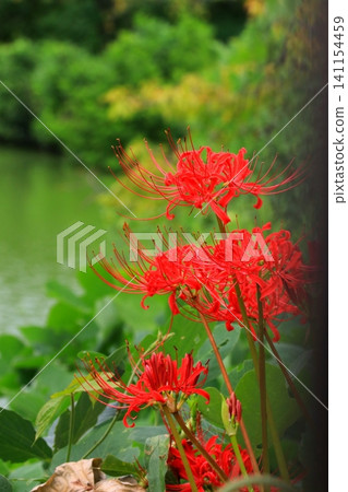 A cluster amaryllis blooming at the water's edge A cluster amaryllis blooming at the water's edge 141154459