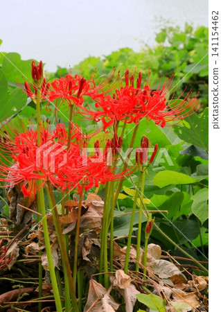 red spider lily 141154462
