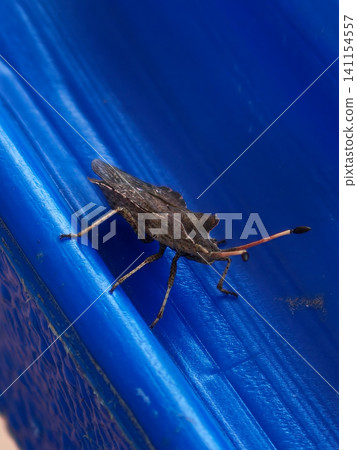 Stink bug resting on blue plastic surface Stink bug resting on blue plastic surface 141154557