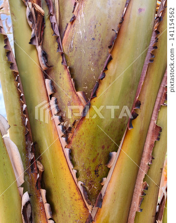 Traveler's palm trunk abstract botanical texture Traveler's palm trunk abstract botanical texture 141154562