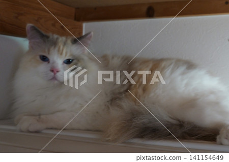 Curious Domestic Cat Hiding Inside Wardrobe at Home Curious Domestic Cat Hiding Inside Wardrobe at Home 141154649