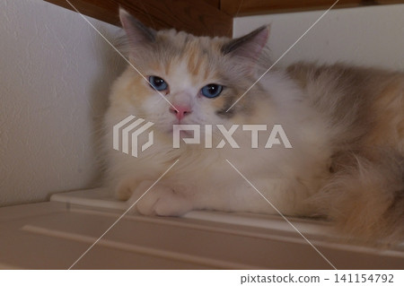 Curious Domestic Cat Hiding Inside Wardrobe at Home Curious Domestic Cat Hiding Inside Wardrobe at Home 141154792