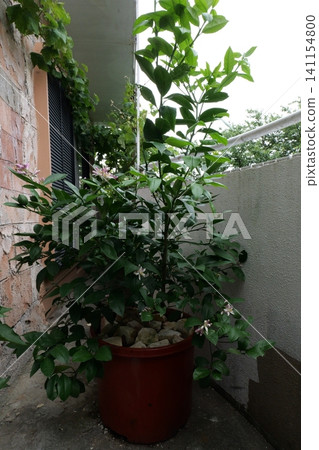 Growing and Blooming Lemon Tree in a Balcony Pot 141154800