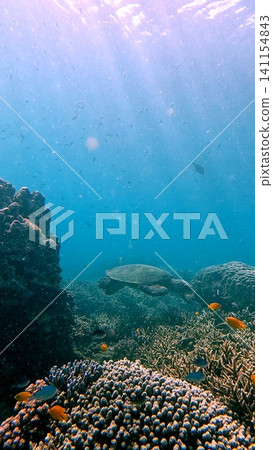 Sunlight filtering through the clear water, illuminating the colorful coral reef as a critically endangered hawksbill sea turtle (Eretmochelys imbricata) swimming by. Dauin, Philippines Sunlight filtering through the clear water, illuminating the colorful coral reef as a critically endangered hawksbill sea turtle (Eretmochelys imbricata) swimming by. Dauin, Philippines 141154843