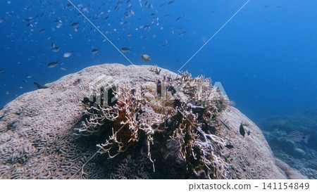 Millipora growing out from a grooved brain coral (Diploria labyrinthiformis) as group of ternate chromis (Chromis ternatensis) swimming in school. Dauin, Philippines Millipora growing out from a grooved brain coral (Diploria labyrinthiformis) as group of ternate chromis (Chromis ternatensis) swimming in school. Dauin, Philippines 141154849