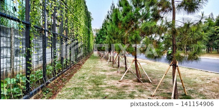 Green path between a vine covered fence and a row of pine trees Green path between a vine covered fence and a row of pine trees 141154906