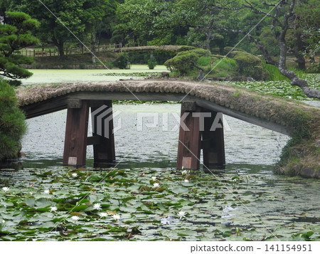 岡山縣津山市的循環式日本庭園 Shurakuen:睡蓮盛開時 岡山縣津山市的循環式日本庭園 Shurakuen:睡蓮盛開時 141154951