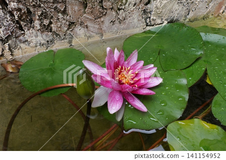Water Lily Floating on a Calm Pond Water Lily Floating on a Calm Pond 141154952