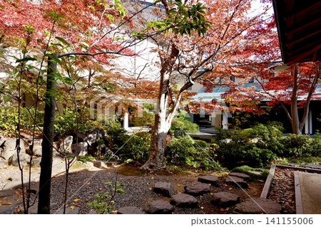 Kyoto Prefectural Citizens' Hall, Kyoto Prefectural Government Building, view of autumn leaves in the garden and tea room, Kamigyo Ward, Kyoto City Kyoto Prefectural Citizens' Hall, Kyoto Prefectural Government Building, view of autumn leaves in the garden and tea room, Kamigyo Ward, Kyoto City 141155006