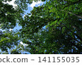 A summer scene looking up at the lush green trees stretching towards the blue sky. 141155035